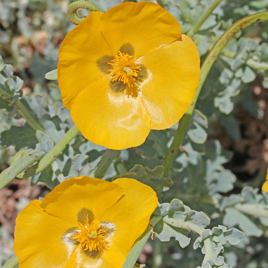 Glaucium flavum - Gelber Hornmohn