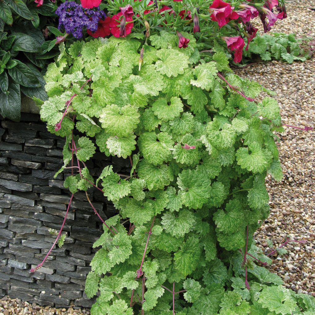 Glechoma hederacea Dappled Light - Gundermann