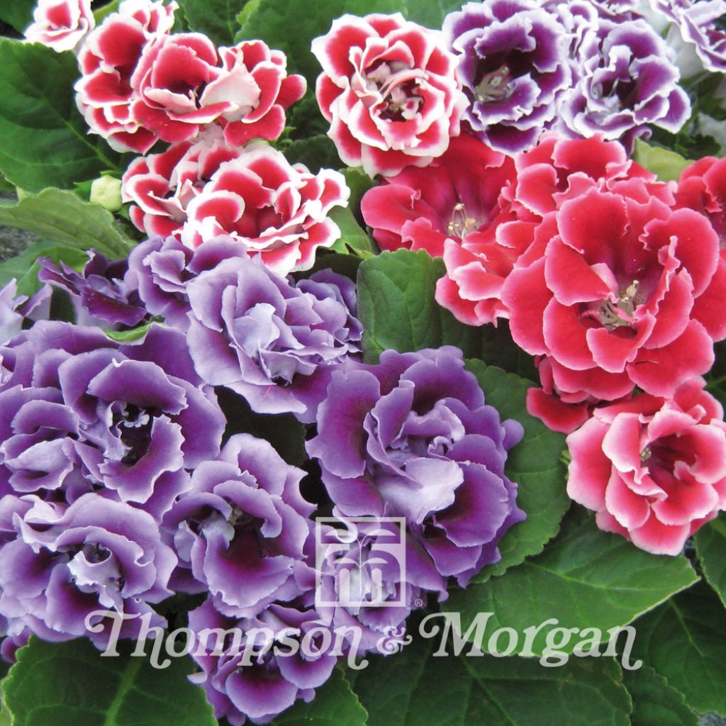 Gloxinia speciosa Brocade Double Mixed F1 Hybrid (Samen)