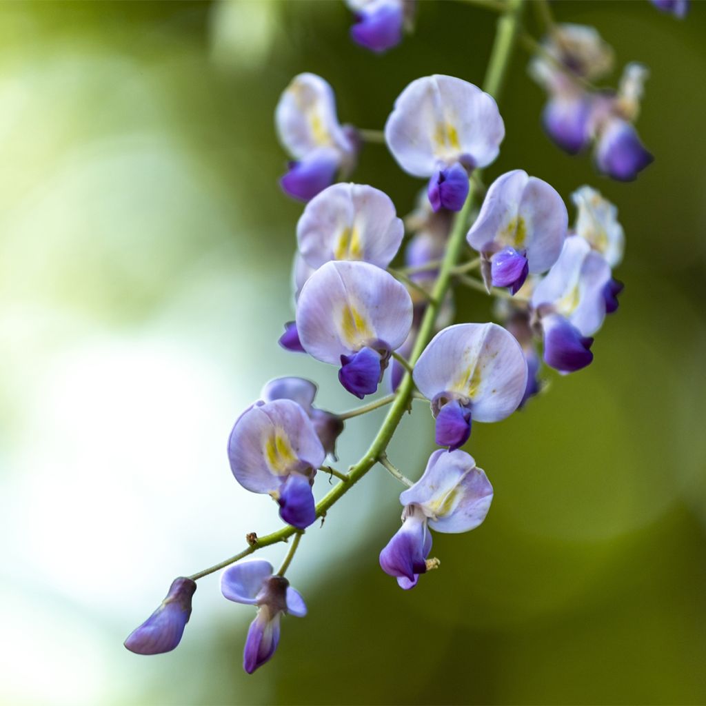 Wisteria floribunda Premature - Reichblütige Glyzinie