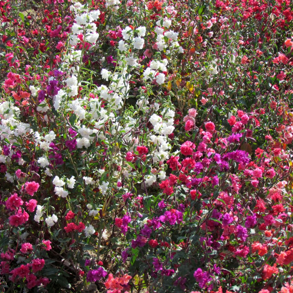 Klarkie Excellent mix (Samen) - Godetia unguiculata