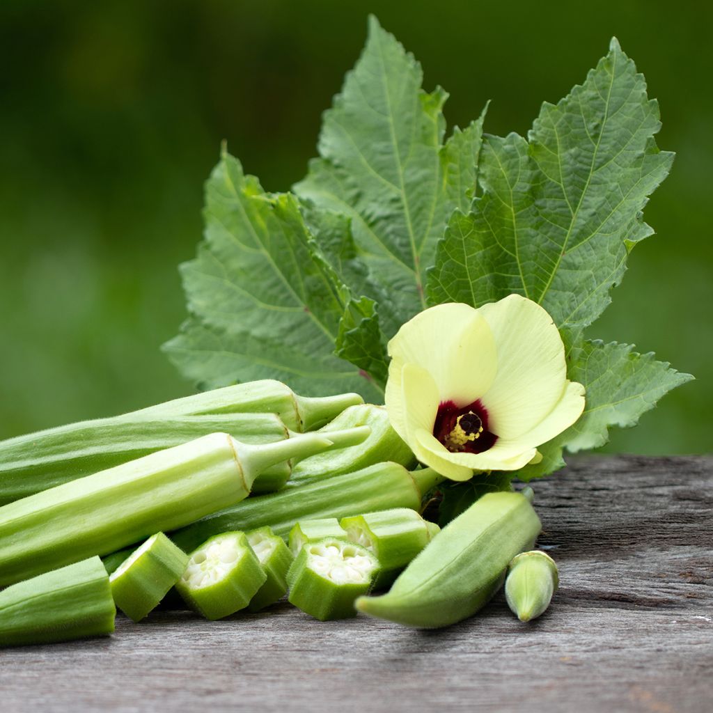 Okra - Abelmoschus esculentus