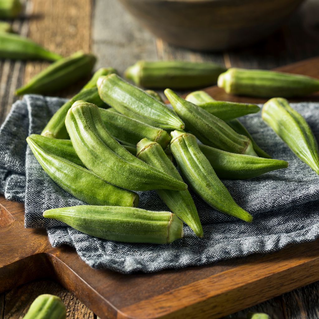 Okra - Abelmoschus esculentus