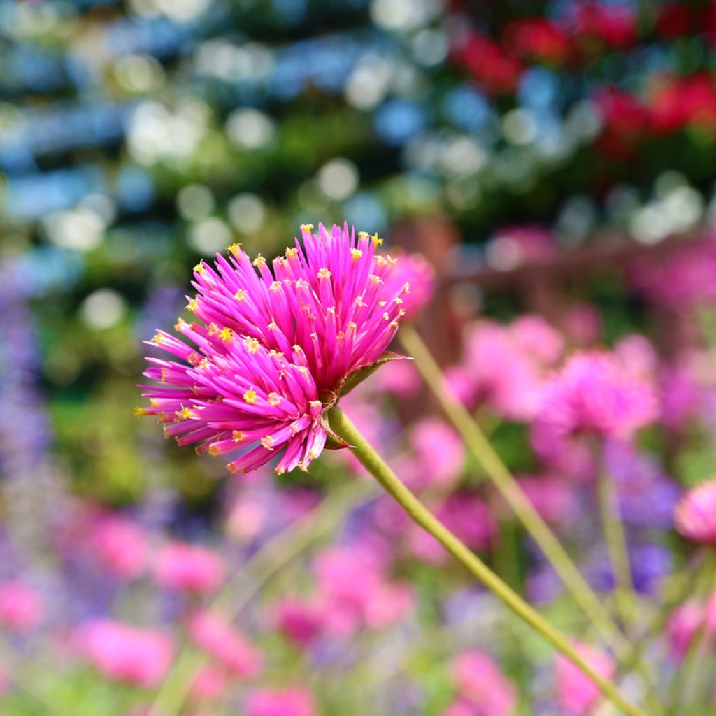 Gomphrena pulchella Truffula Pink - Kugelamarant