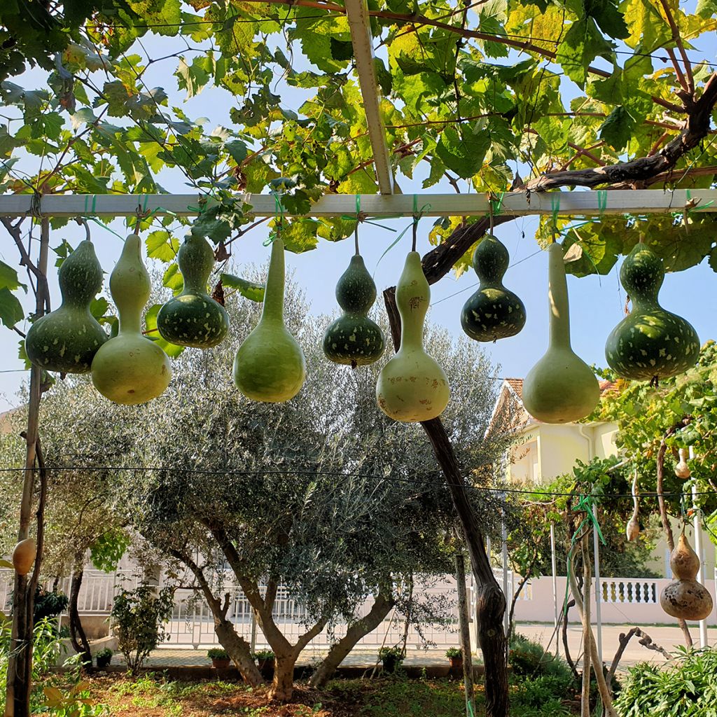 Flaschenkürbis Pélerine