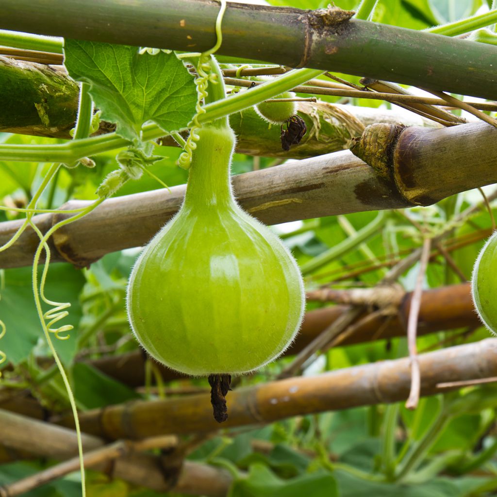 Flaschenkürbis Pélerine