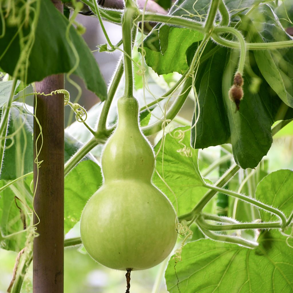 Flaschenkürbis Pélerine