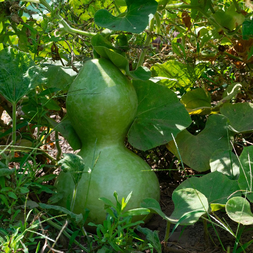 Flaschenkürbis Pélerine