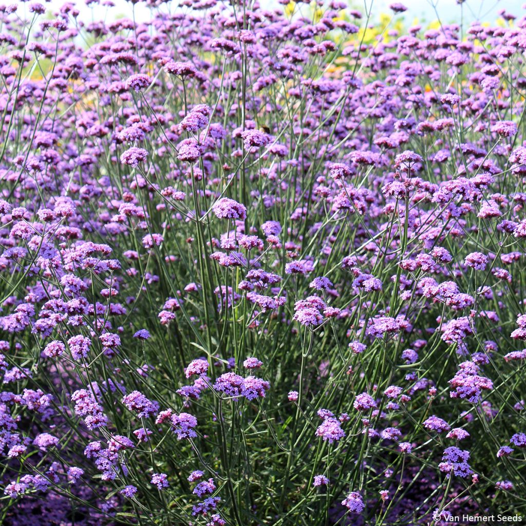 Verbena bonariensis Vanity (Samen) - Argentinisches Eisenkraut