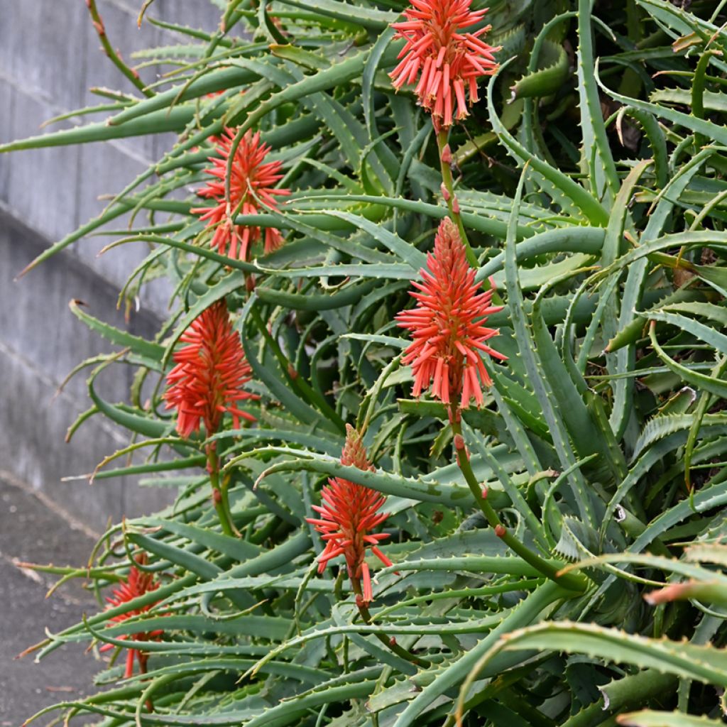 Aloe arborescens (Samen) - Brand-Aloe