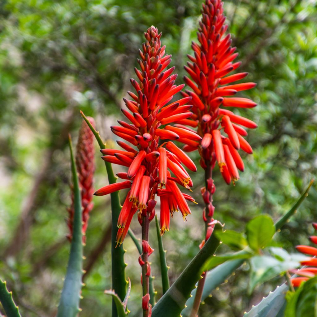 Aloe arborescens (Samen) - Brand-Aloe