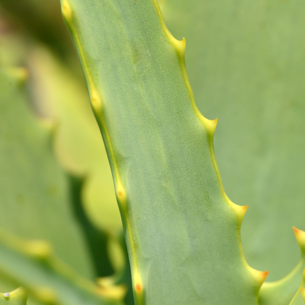 Aloe arborescens (Samen) - Brand-Aloe