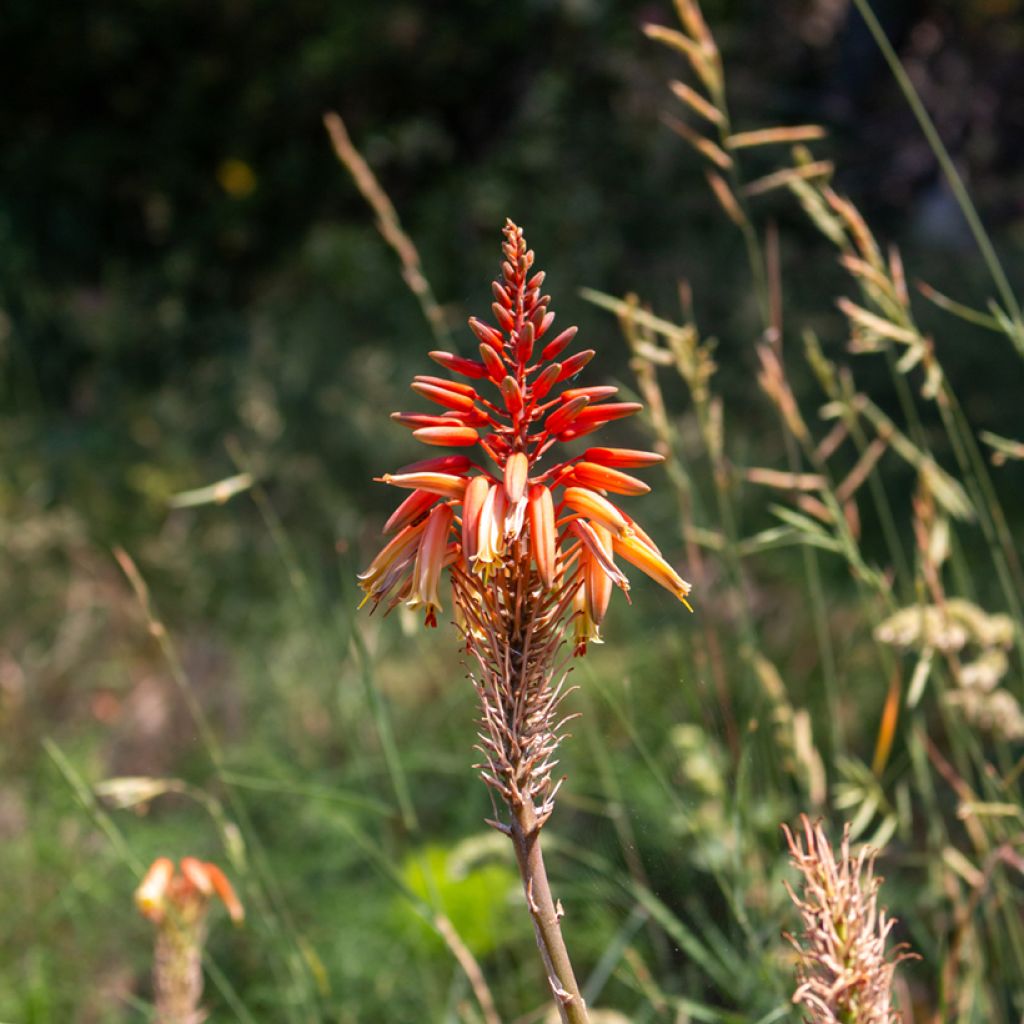 Aloe arborescens (Samen) - Brand-Aloe