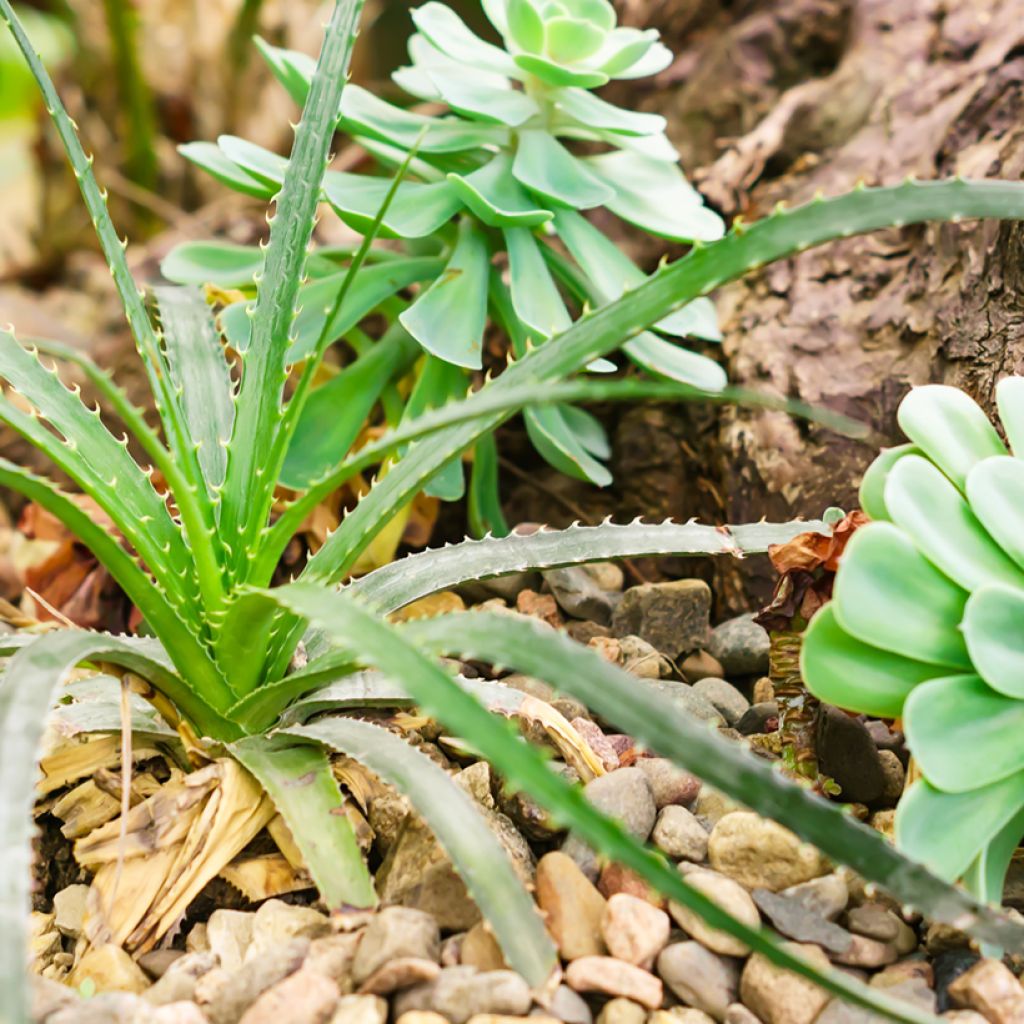 Aloe arborescens (Samen) - Brand-Aloe
