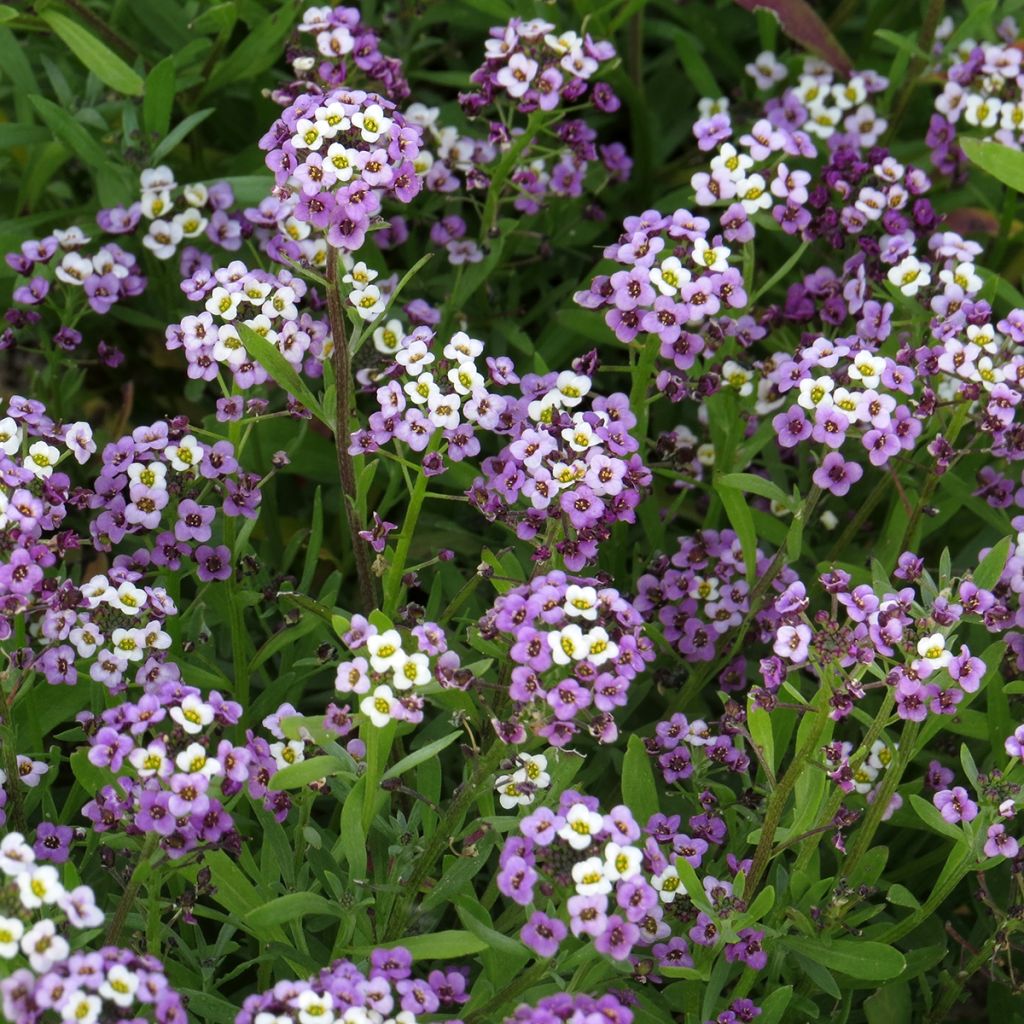 Strand-Silberkraut Royal Carpet (Samen) - Lobularia