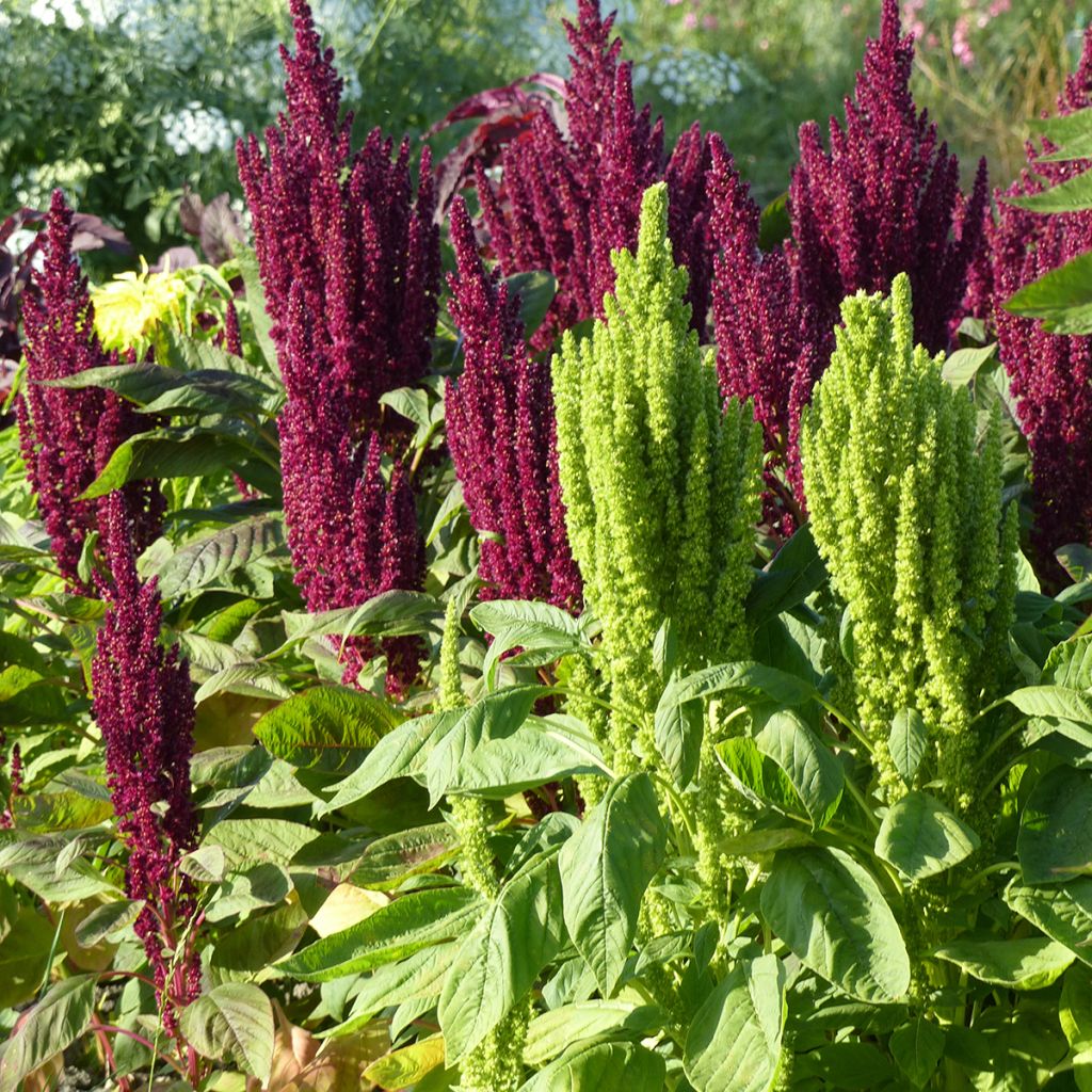 Amaranthus Green Thumb (samen) - Garten-Fuchsschwanz