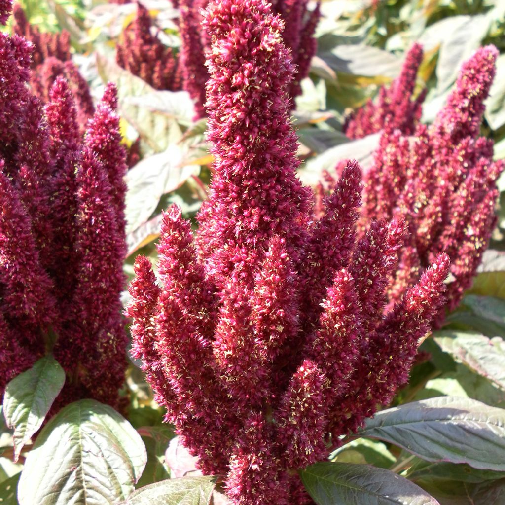 Amaranthus Pygmy Torch  Green Thumb (samen) - Garten-Fuchsschwanz