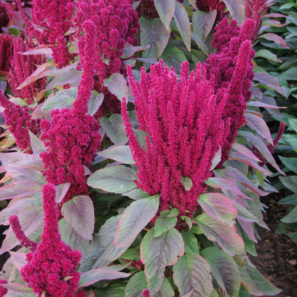 Amaranthus cruentus Red Cathedral (Samen) - Garten-Fuchsschwanz
