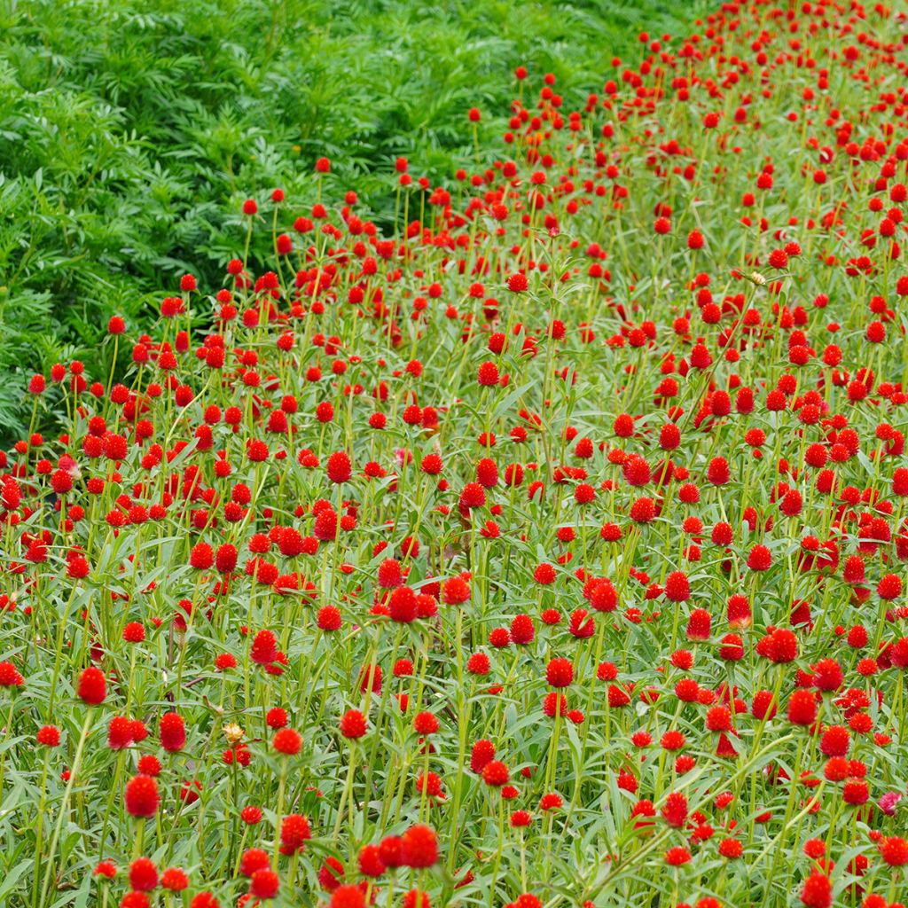 Gomphrena haageana Strawberry Fields (Samen) - Kugelamarant