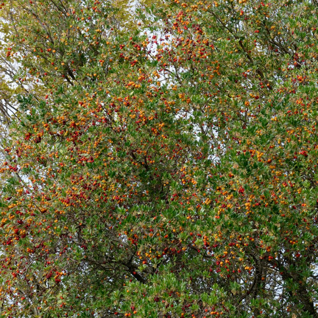 Westlicher Erdbeerbaum (Samen) - Arbutus unedo
