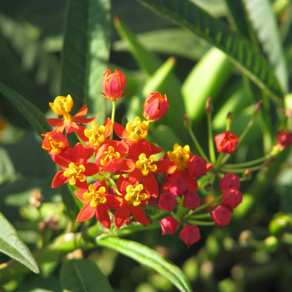 Asclepias curassavica (Samen) - Curacao-Seidenpflanze