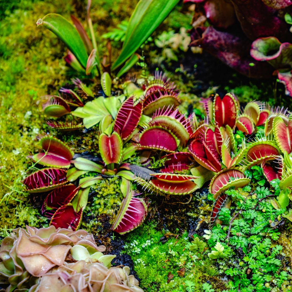 Venusfliegenfalle (Samen) - Dionaea muscipula
