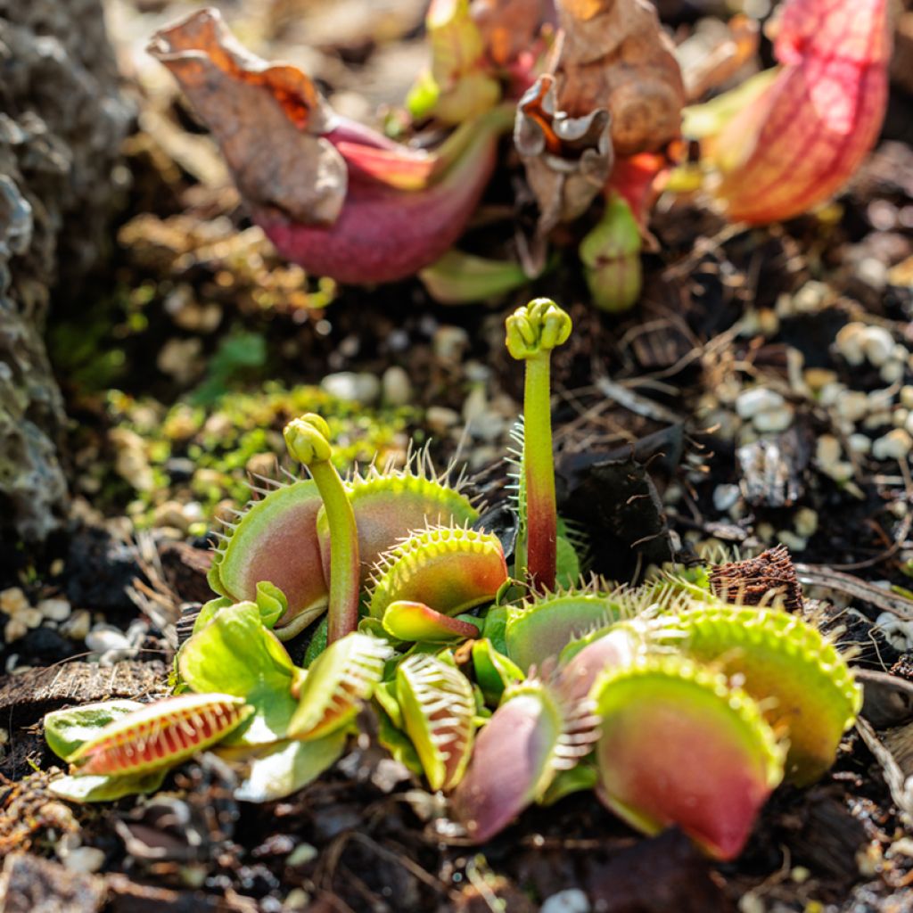 Venusfliegenfalle (Samen) - Dionaea muscipula