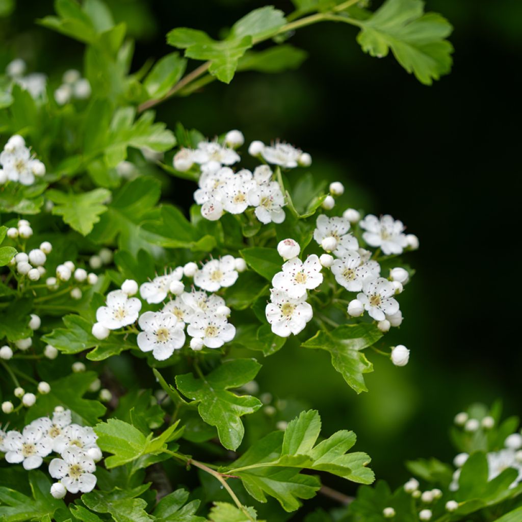 Crataegus monogyna  (Samen)  - Eingriffliger Weißdorn