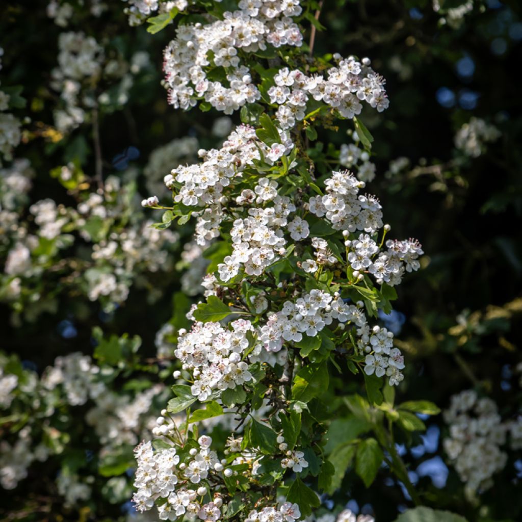 Crataegus monogyna  (Samen)  - Eingriffliger Weißdorn