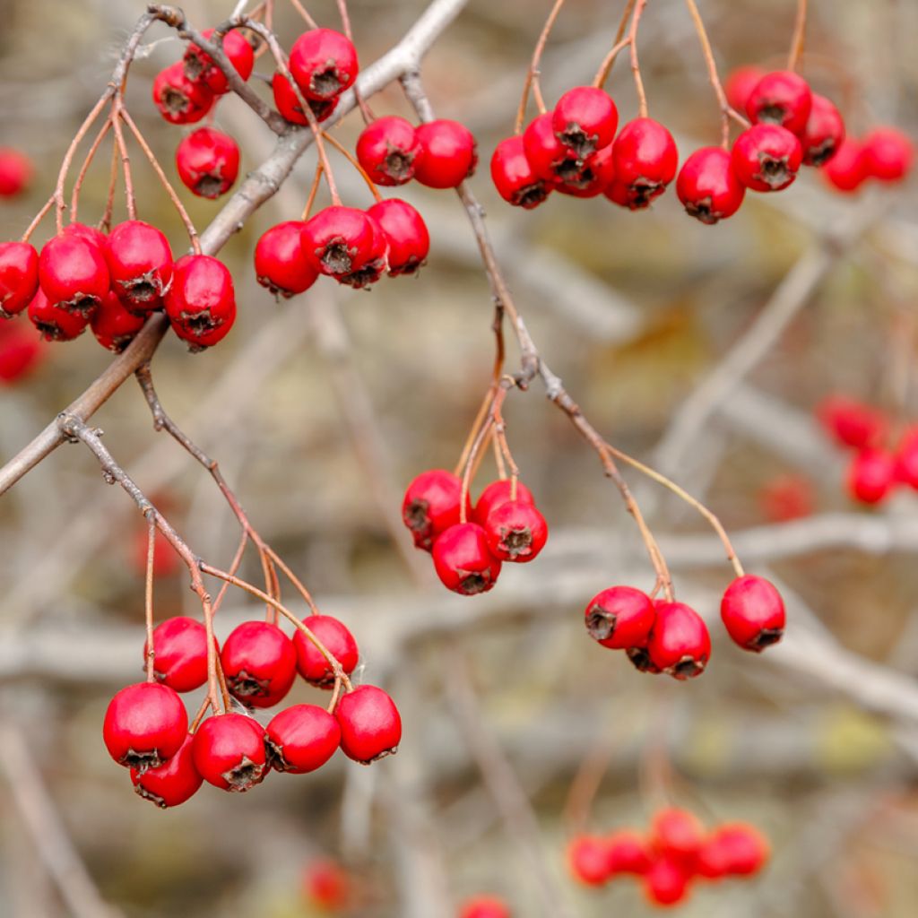 Crataegus monogyna  (Samen)  - Eingriffliger Weißdorn