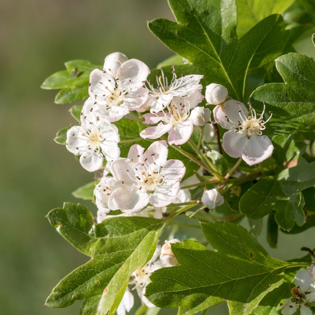 Crataegus monogyna  (Samen)  - Eingriffliger Weißdorn