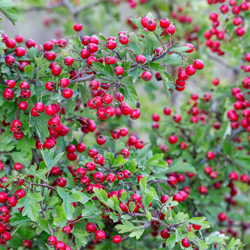Crataegus monogyna  (Samen)  - Eingriffliger Weißdorn