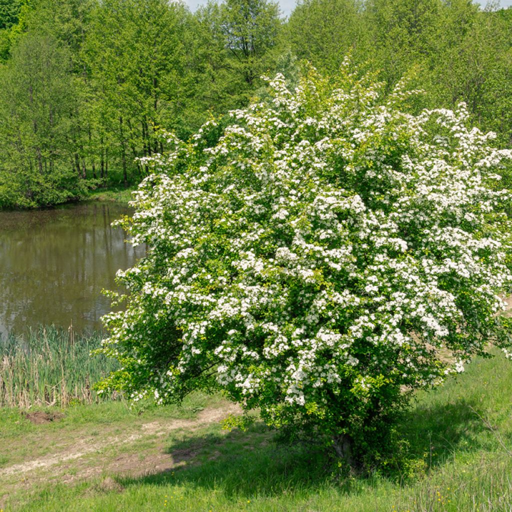 Crataegus monogyna  (Samen)  - Eingriffliger Weißdorn