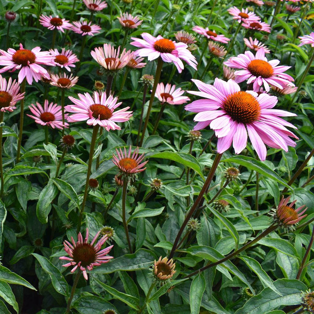 Echinacea purpurea Magnus (Samen) - Sonnenhut