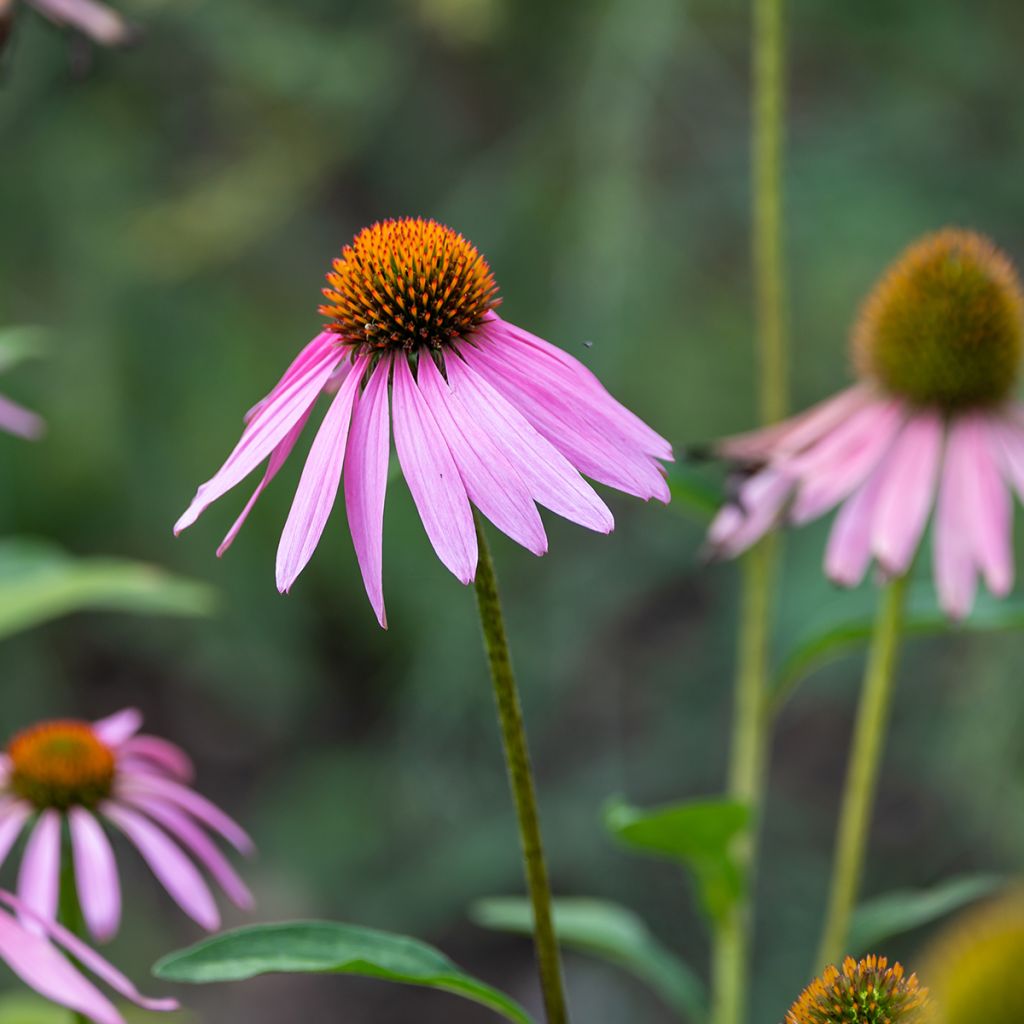 Echinacea purpurea Magnus (Samen) - Sonnenhut