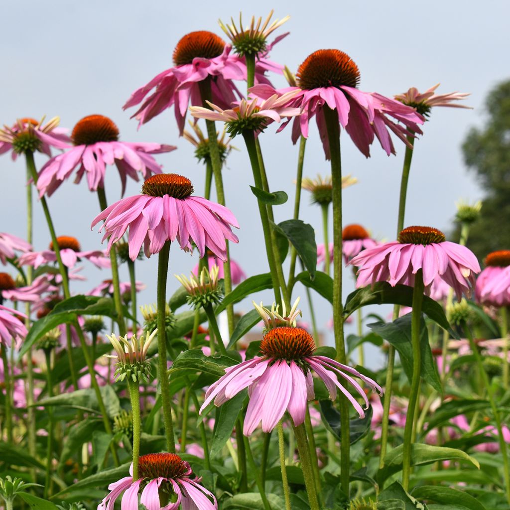 Echinacea purpurea Magnus (Samen) - Sonnenhut