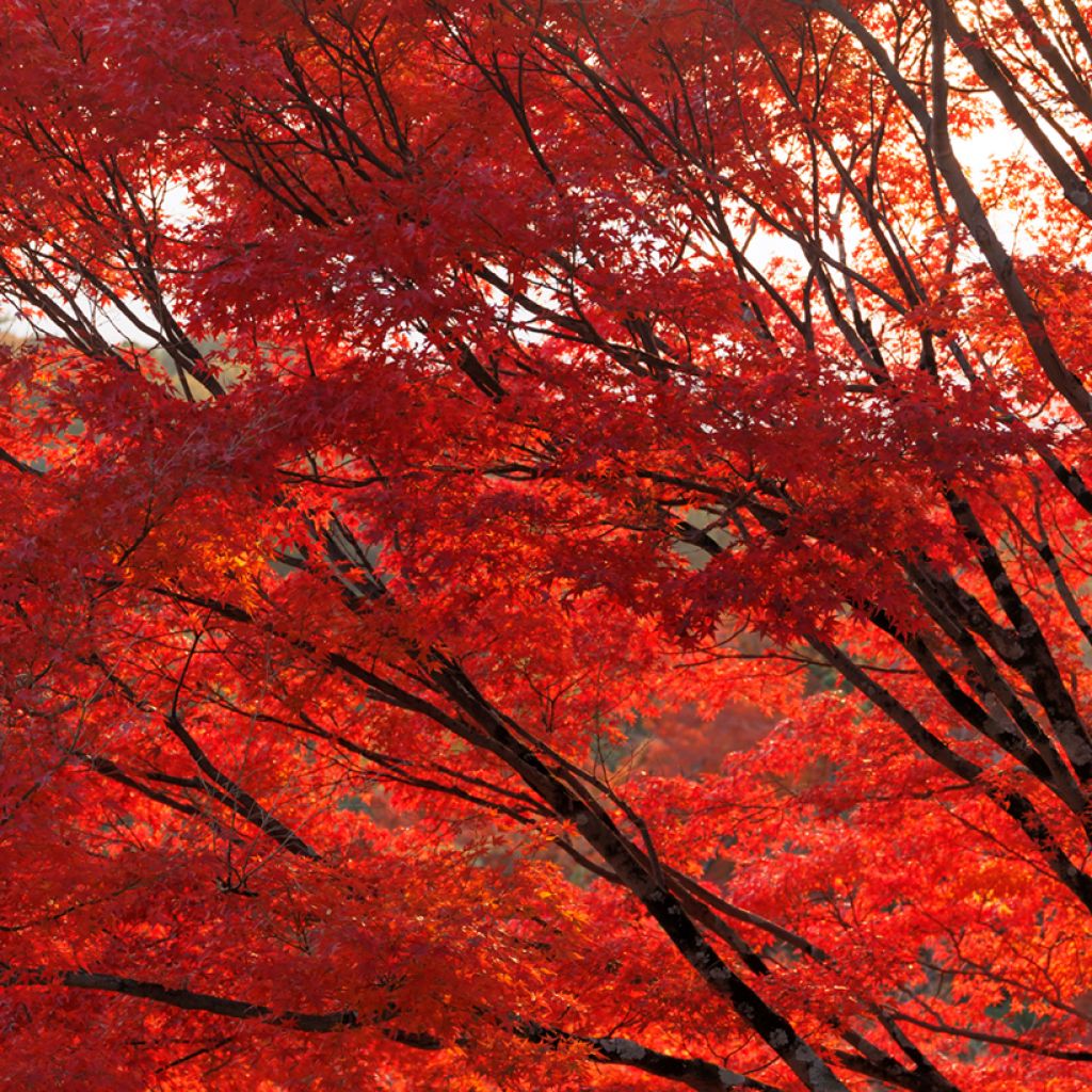 Rot-Ahorn (Samen) - Acer rubrum