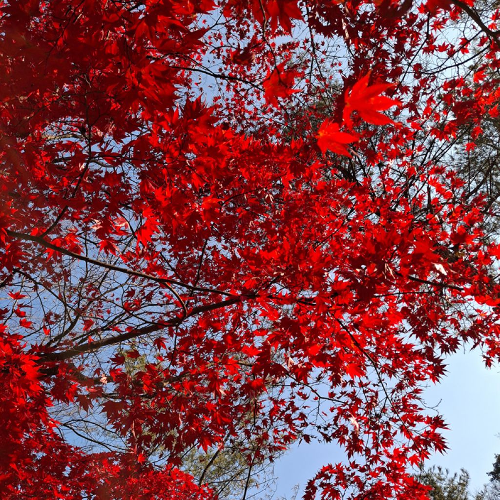 Rot-Ahorn (Samen) - Acer rubrum