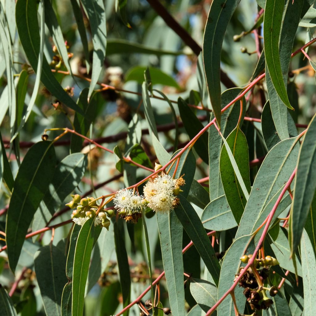 Eucalyptus globulus (samen) - Eucalyptusbaum