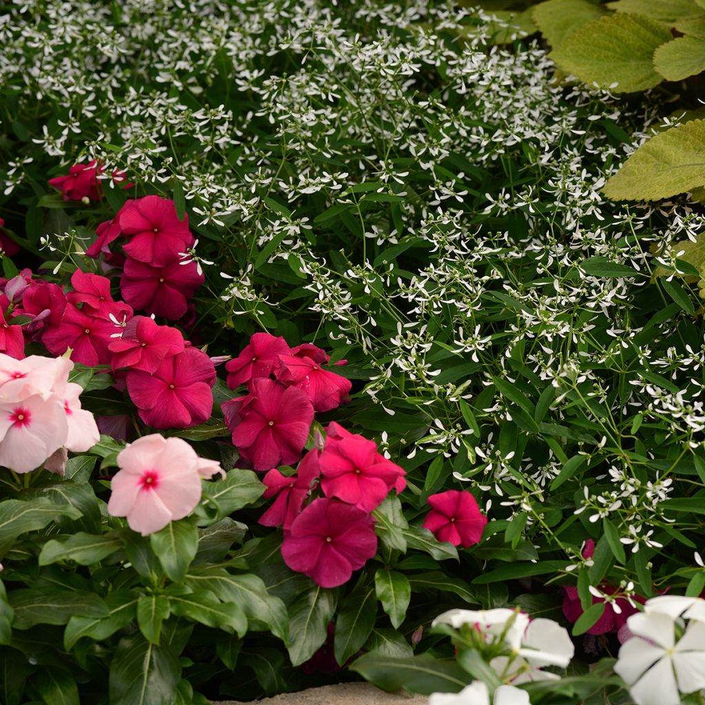 Zauberschnee Glamour (Samen) - Euphorbia graminea