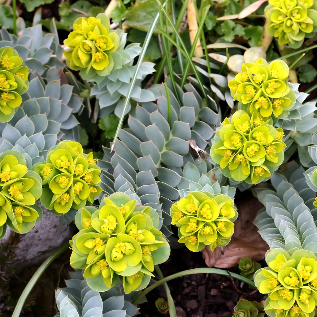 Euphorbia myrsinites (Samen) - Blaugrüne Wolfsmilch