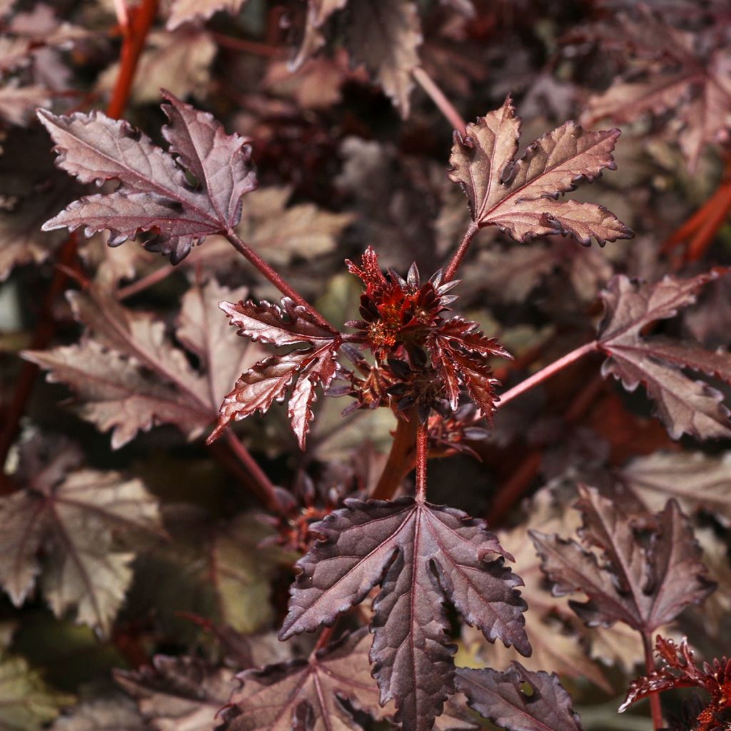 Hibiskus Mahogany Splendor (Samen) - Hibiscus acetosella