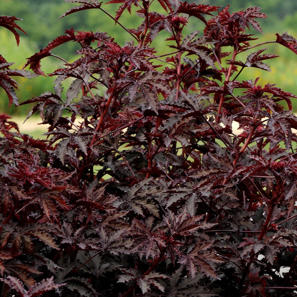 Hibiskus Mahogany Splendor (Samen) - Hibiscus acetosella
