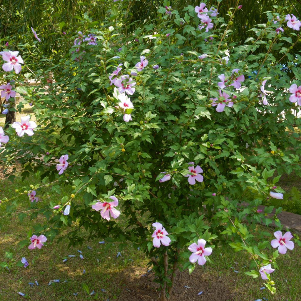 Garten-Hibiscus  (Samen) - Hibiscus syriacus