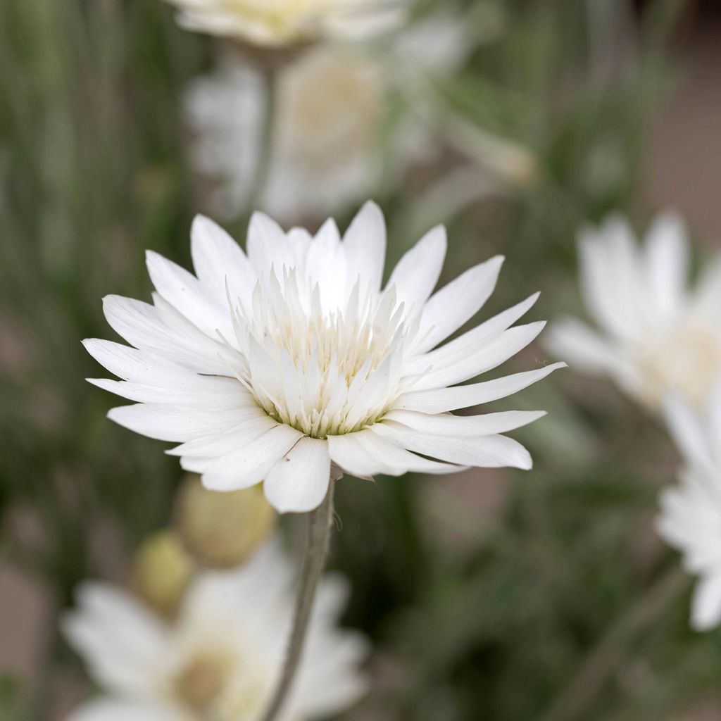 Strohblume (Samen) - Xeranthemum Superbissimum Album