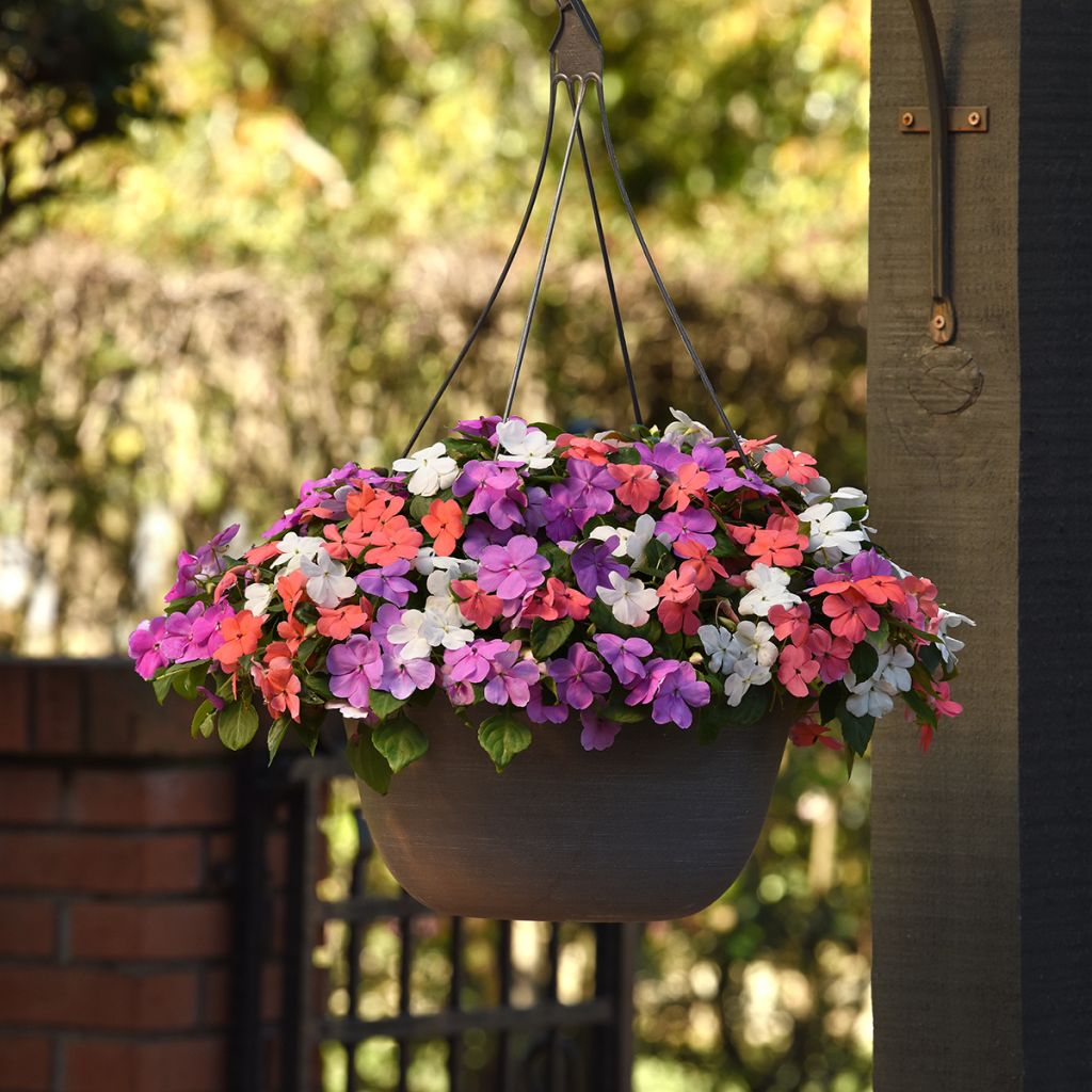 Fleißige Lieschen Beacon F1 Pearl Island Mix - Impatiens walleriana