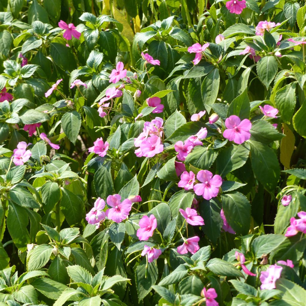 Impatiens holstii Mix  (Samen) - Springkraut