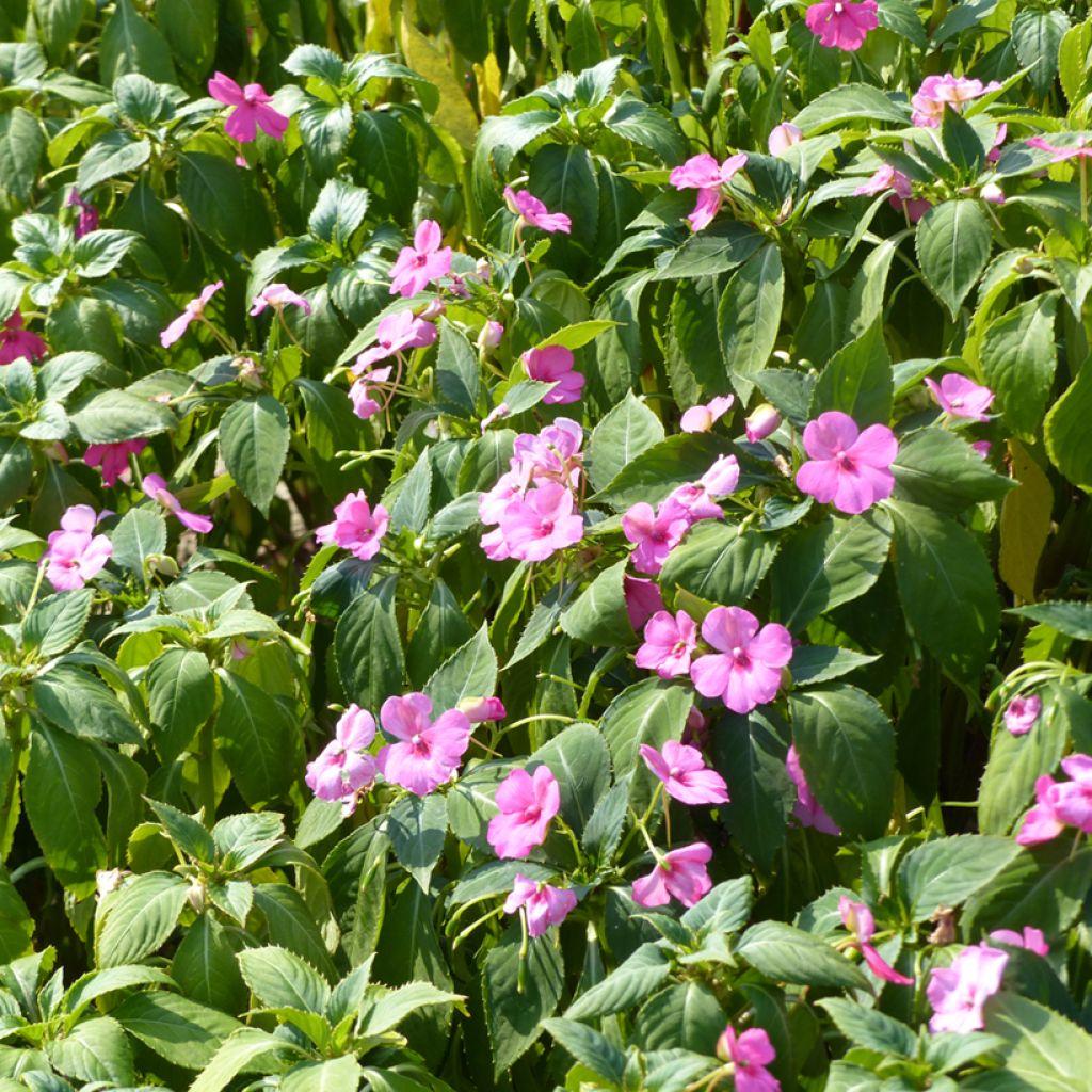 Impatiens holstii Mix  (Samen) - Springkraut
