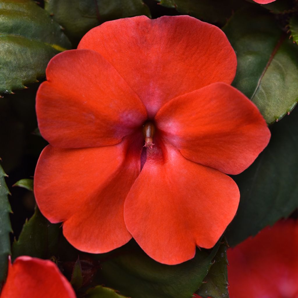 Fleißige Lieschen Solarscape Orange Burst (Samen) - Impatiens