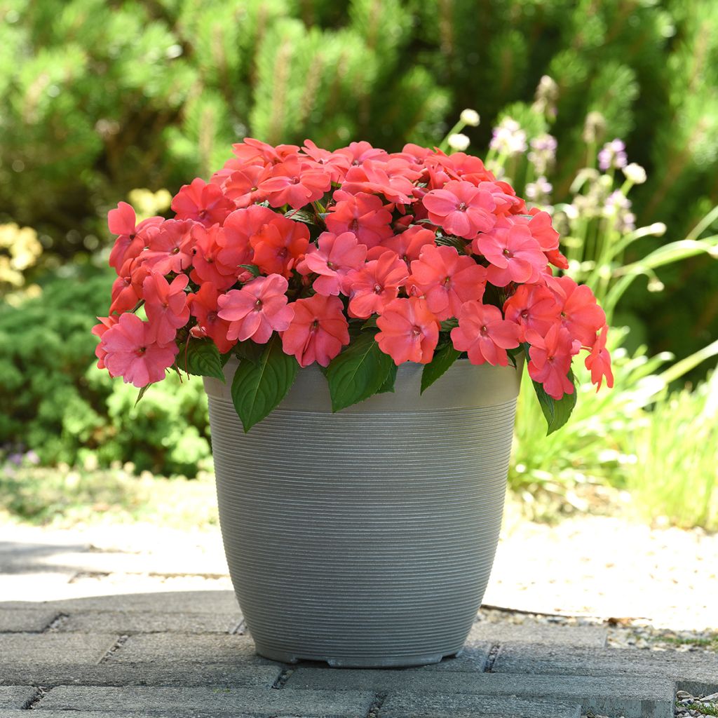 Fleißige Lieschen Solarscape Salmon Punch (Samen) - Impatiens